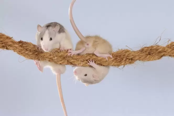 Klettern und Spielen – außer Fressen die liebsten Beschäftungen von Ratten.