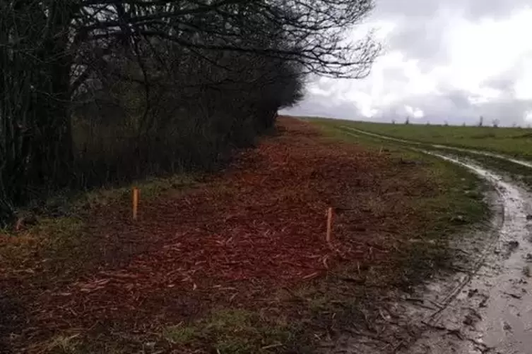 Der Nabu st&ouml;rt sich vor allem an dieser gerodeten Hecke. 