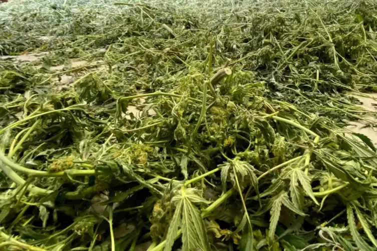 Entsorgte Cannabis-Pflanzen in einem Gewerbegebiet im thüringischen Gefell. 
