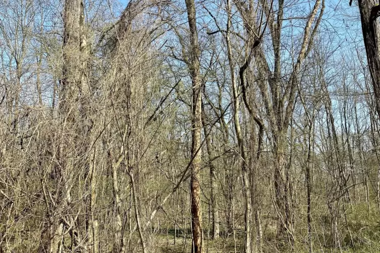 Vom Triebsterben betroffen: eine Esche (Bildmitte) im Auwald. 