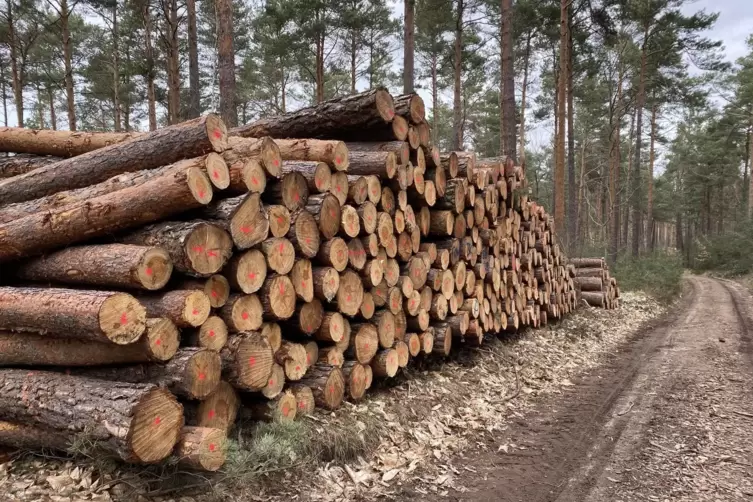 Zur Abfuhr bereit: Die Filetst&uuml;cke der Holzernte werden sp&auml;ter zu Gartenm&ouml;beln. 