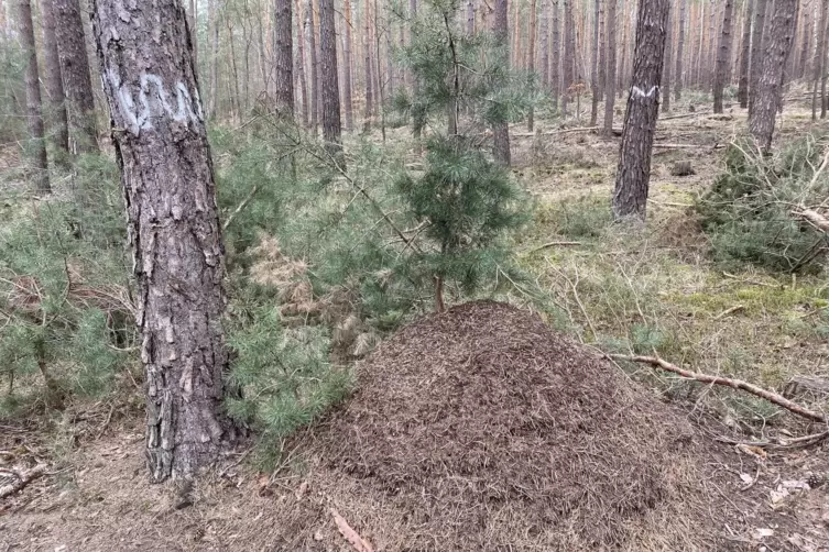 Ein Baumbiotop (erkennbar an den wei&szlig;en Wellenlinien am Stamm) mit gro&szlig;em Ameisenh&uuml;gel. 