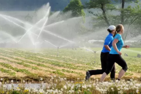 Während die Felder in der Vorderpfalz mit Rheinwasser beregnet werden, kommt das Wasser in der Südpfalz aus Brunnen. Das sorgt f