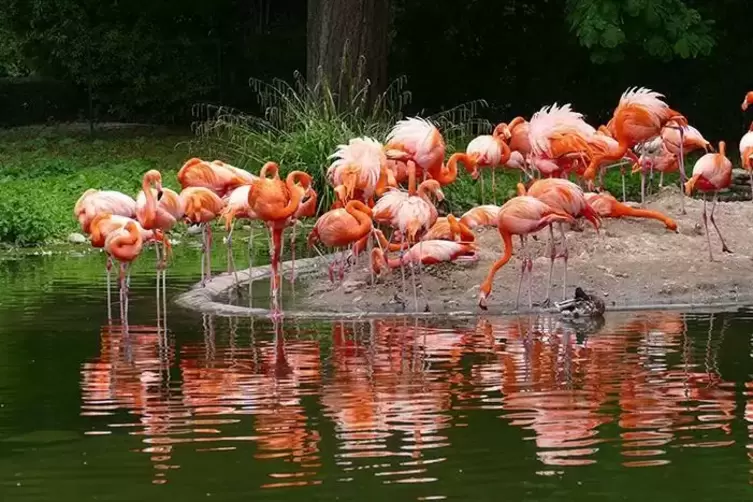 Die Flamingos sollen in diesen Tagen auch ins Freie zurückkehren.