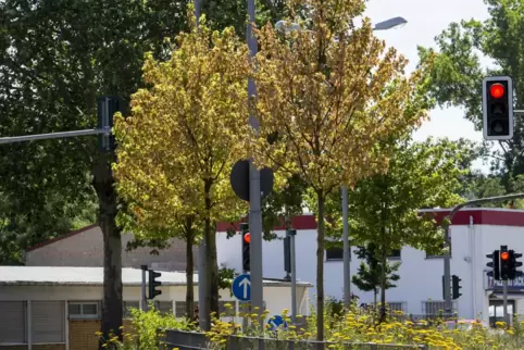 Die Bäume entlang von Straßen sind zahlreichen Umwelteinflüssen ausgesetzt und müssen besonders robust sein. Die Exemplare auf d