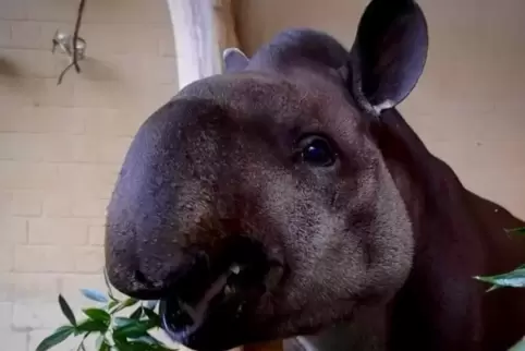 Der Tapir-Opa Kuni kam 1994 zur Welt und lebte erst seit kurzem im Saarbrücker Zoo. Nun ist er gestorben. 