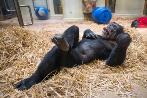 Ein Schimpanse chillt im Saarbrücker Zoo.
