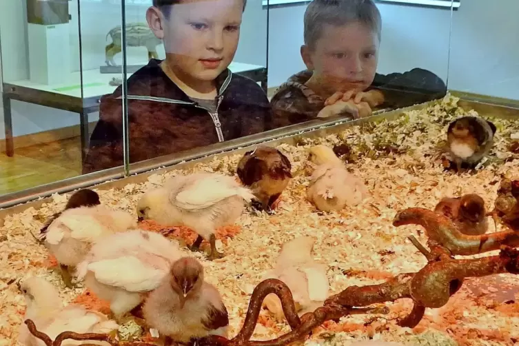 Laurenz und Konstantin bestaunen die K&uuml;ken im Pfalzmuseum: Am Ostersonntag wird wieder Nachwuchs erwartet.