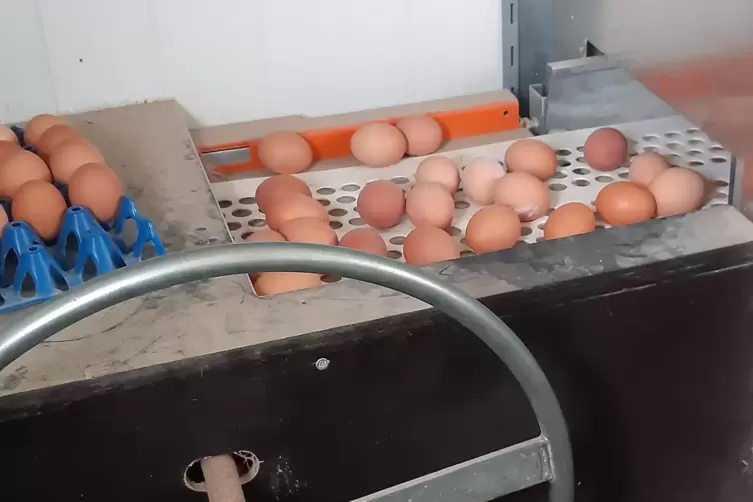 Die Eier in den Gr&ouml;&szlig;en S bis XL rollen vom Nest &uuml;ber ein F&ouml;rderband in den Sammelraum.