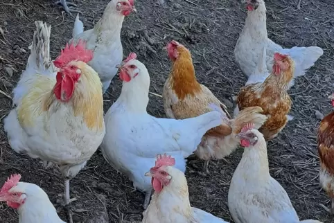 Beim Hühnermobil der Familie Schneider in Konken sowie des Hofs am Weiher haben die Hühner ein großes Freigelände.