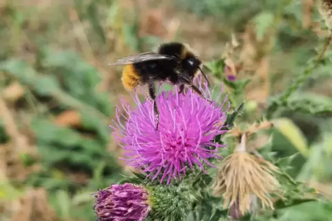 Insekten unterschiedlichster Art fühlen sich auf den Projektflächen auf dem Abbvie-Industriegelände wohl.