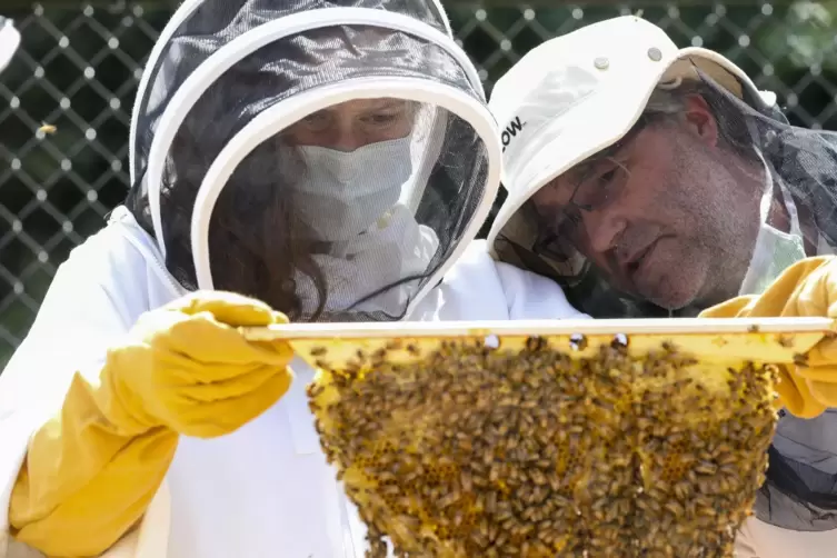Jörg Mayer hat in zahlreichen Experimenten an der University of Georgia, USA, Bienenvölker untersucht – unter anderem, inwiefern