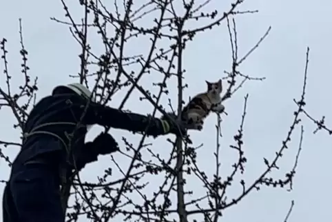 Die Katze war so hoch in einen Baum geklettert, dass sie nicht mehr von alleine herunterkam. 
