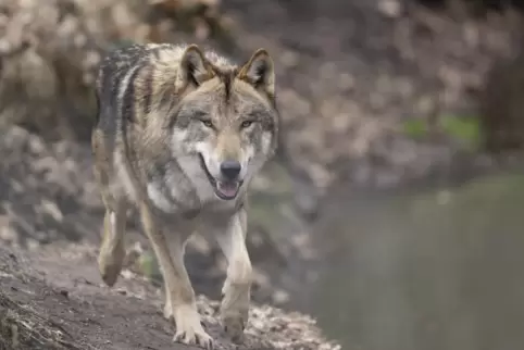 Bei flüchtigen Begegnungen sind auch Verwechslungen des Wolfs mit ähnlich großen Hunden möglich. 