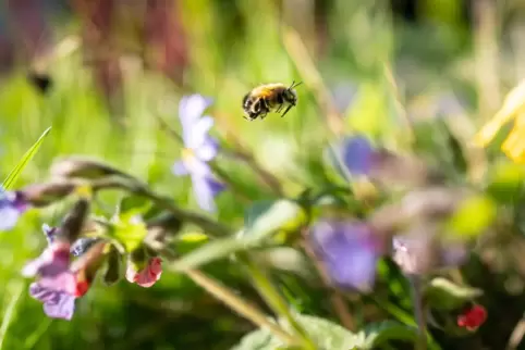 Manche Projekte sollen die Natur im Kleinen schützen. 