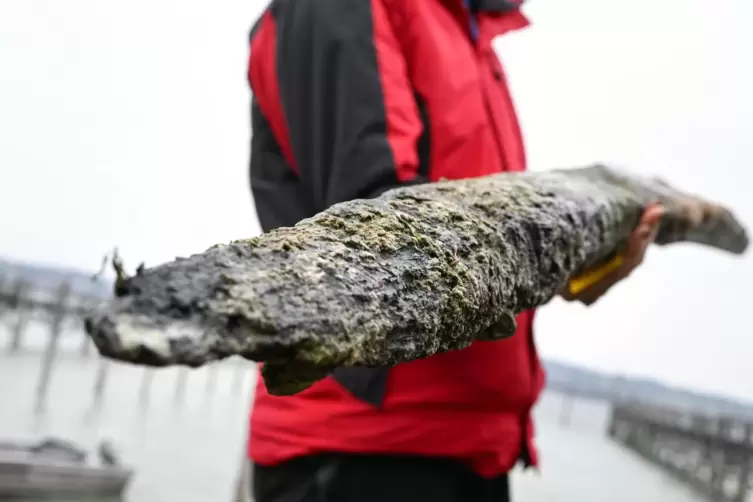 Pfahl aus der Zeit um 900, entdeckt am Bodensee.