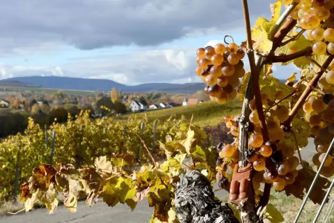 Späte Trauben in einem Weinberg bei Niefernheim warten darauf, für Eiswein oder Beerenauslese gelesen zu werden. Im Hintergrund