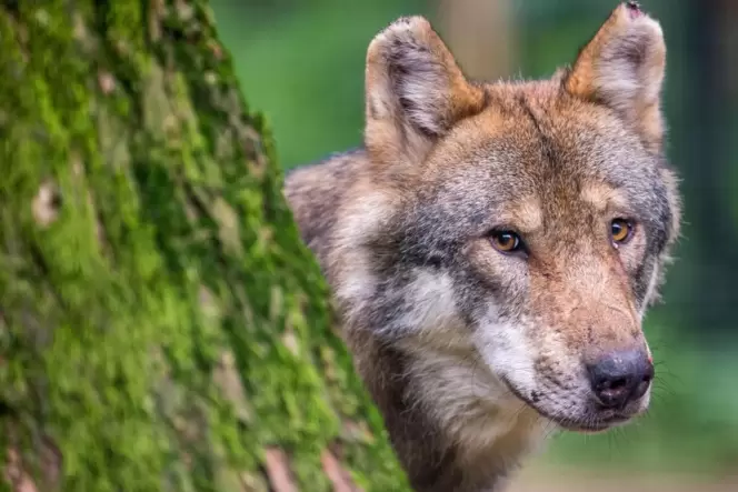 Dem Fachmann der Landesforsten fehlen bei dem in Frankenthal gesichteten Tier einige Merkmale, die einen echten Wolf wie diesen