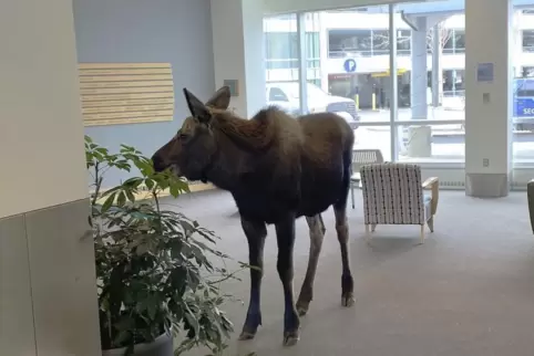 Er hatte wohl auch ein bisschen Hunger: der Elch im Krankenhaus. Er hatte wohl auch ein bisschen Hunger: der Elch im Krankenhaus.