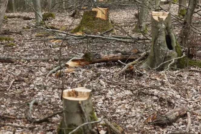 Ein Bürger monierte den Zustand des Waldes, nachdem Forstarbeiter in einem Wald am Ortsrand in Richtung Rehweiler Bäume gefällt