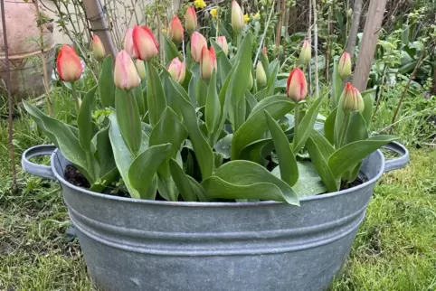 In der zweiten Wochenhälfte streckt der Frühling immer mehr den Kopf heraus.