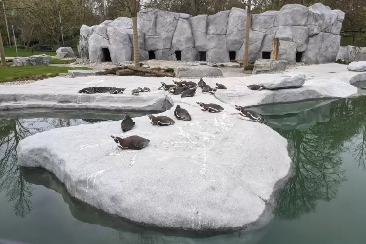 Getaucht wird dann morgen: Die Luisenpark-Pinguine entspannen im neuen Gehege.