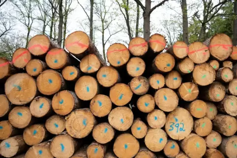 78,7 Millionen Kubikmeter Holz wurden im vergangenen Jahr in Deutschland eingeschlagen; weit mehr als die Hälfte davon war „Scha