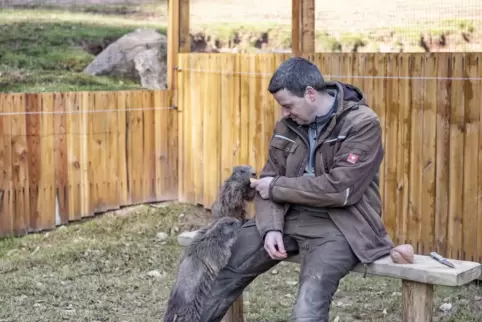 Wenn Parkleiter Daniel Kraus vorbeischaut, wissen die drei Murmeltiere, dass es gleich was Leckeres zu naschen gibt. 