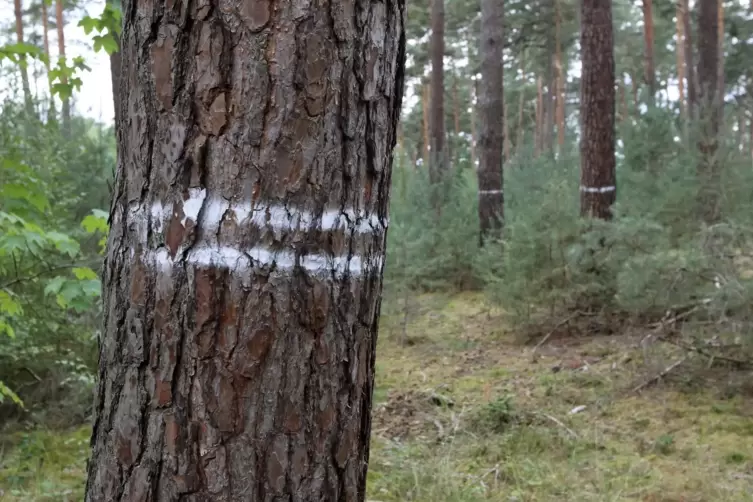 Zwei parallele Striche: So werden R&uuml;ckegassen markiert.