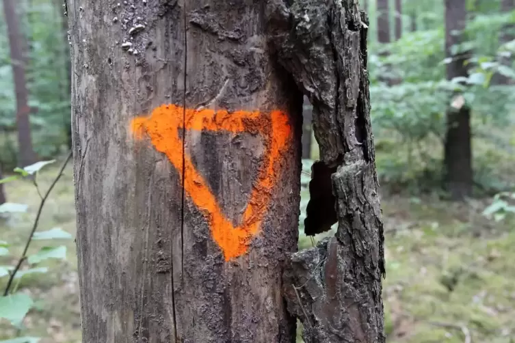 &bdquo;Achtung, morscher Baum!&ldquo;, signalisiert dieses Dreieck. 