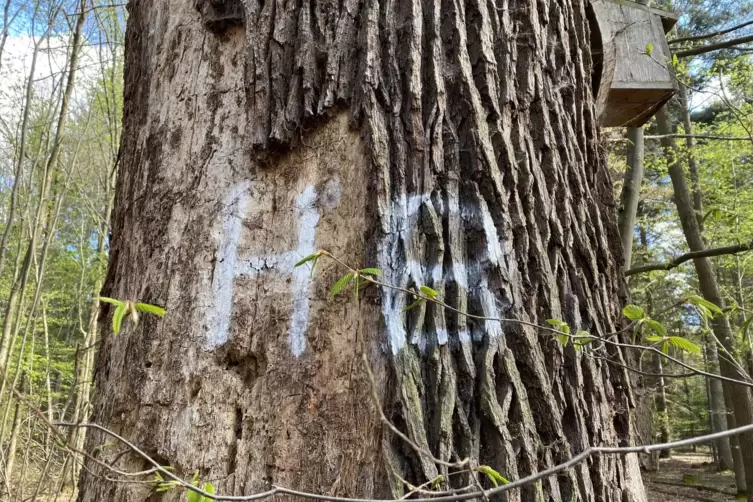 Ein Habitatbaum bleibt stehen, weil er Leben sch&uuml;tzt.