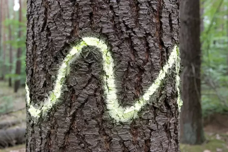 Die Welle zeichnet einen speziellen Biotopbaum aus.