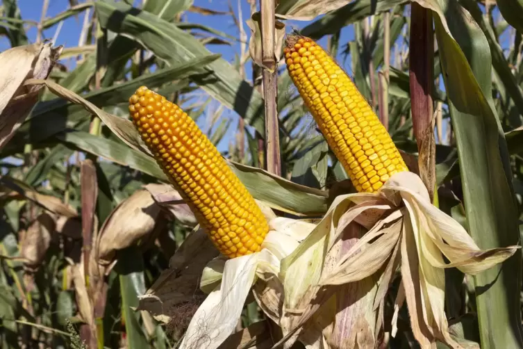 Befürworter der Gentechnik hoffen, dass es gelingt, Pflanzen wie Mais besser an die sich verändernden klimatischen Bedingungen a