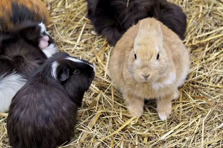 Die Babykaninchen sind besonders bei den kleinen Besuchern beliebt.