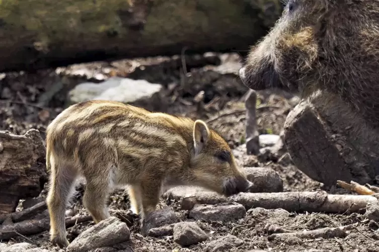 Die kleinen Wildschweinferkel flitzen schon munter durch ihr Gehege.