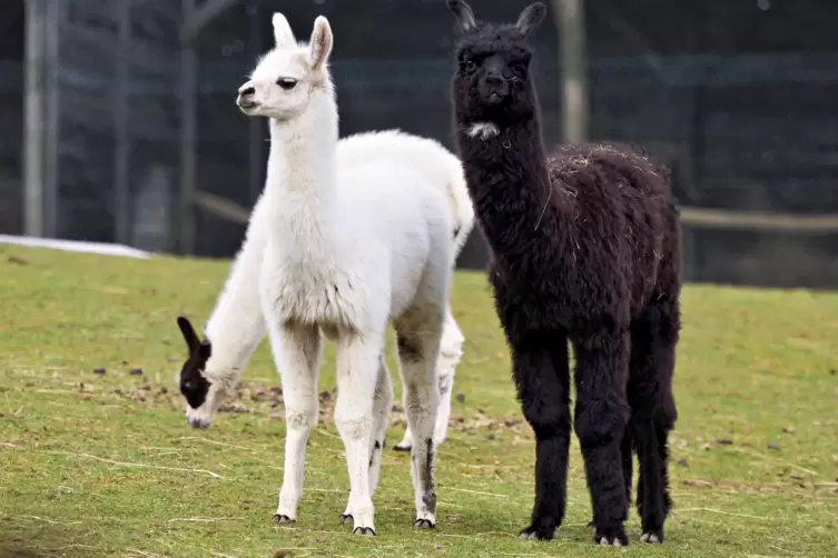 Schon nach wenigen Wochen haben die Lamas eine stattliche Gr&ouml;&szlig;e erreicht.