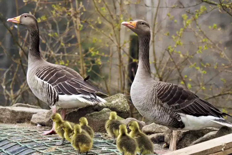 Die Graug&auml;nse ziehen eine gro&szlig;e Schar an Nachwuchs auf.