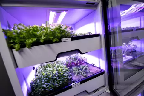 Vertical farming: Im Labor unter Kunstlicht heranwachsende Salate oder Kräuter sind ein Zukunftstrend. 