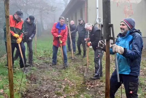 Winzer Erich Stachel (rechts) rammt einen Pflock in den Boden, Maikammers Bürgermeister Karl Schäfer (Mitte) setzt den Spaten an