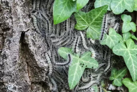 Gefahr für Mensch und Wald: Eichenprozessionsspinner. 