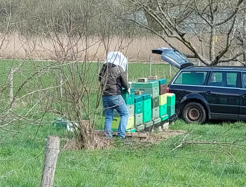 Nützliche Bestäuber: Imker am Meerfelder Maar.