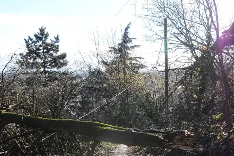 Ein Baum stürzte auf eine Stromleitung und ließ ein Seil reißen. 