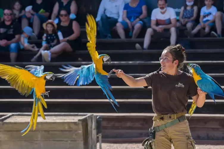 Nicht in der Pfalz, sondern in Frankreich: Freiflugshow im Zoo Amn&eacute;ville. 