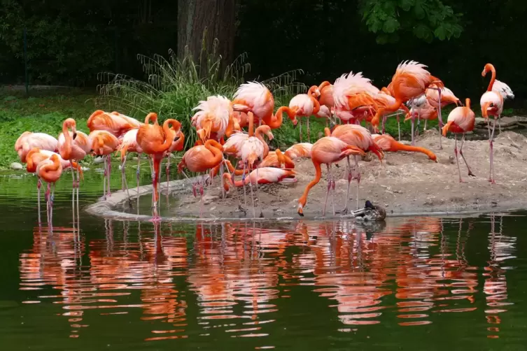 Im Zoo Heidelberg: Kuba-Flamingos. 