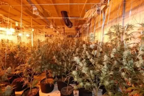 Im großen Stil wurden in einer ehemaligen Fabrikhalle in Schindhard Cannabispflanzen angebaut. 