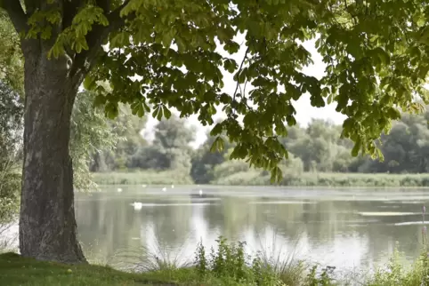 Wenn im Roxheimer Altrhein zu viele Nährstoffe sind, wachsen Algen und nehmen den Fischen den Sauerstoff weg. 