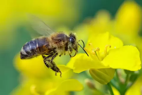 Eine Biene im Anflug auf eine Rapsblüte.