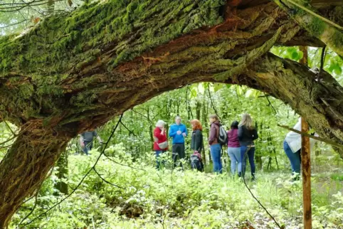 Gabi Kleinhempel, Leiterin des Forstamtes Kusel, führte die 20 Teilnehmer des Waldspaziergangs durch den Staatswald nahe der Wal