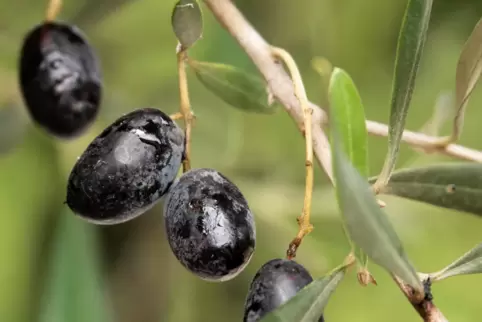Oliven werden wegen der anhaltenden Dürre in wichtigen Anbaugebieten mehr und mehr zum Luxus.