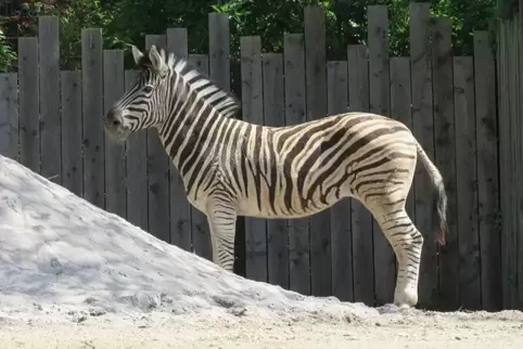 Angekommen: der neue Zebrahengst im Heidelberger Zoo.